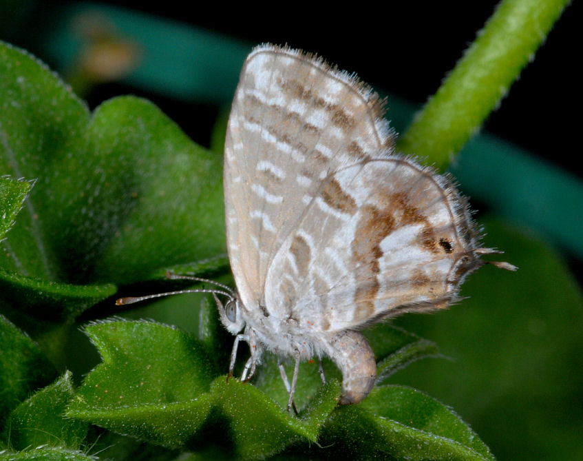 Cacyreus marshalli